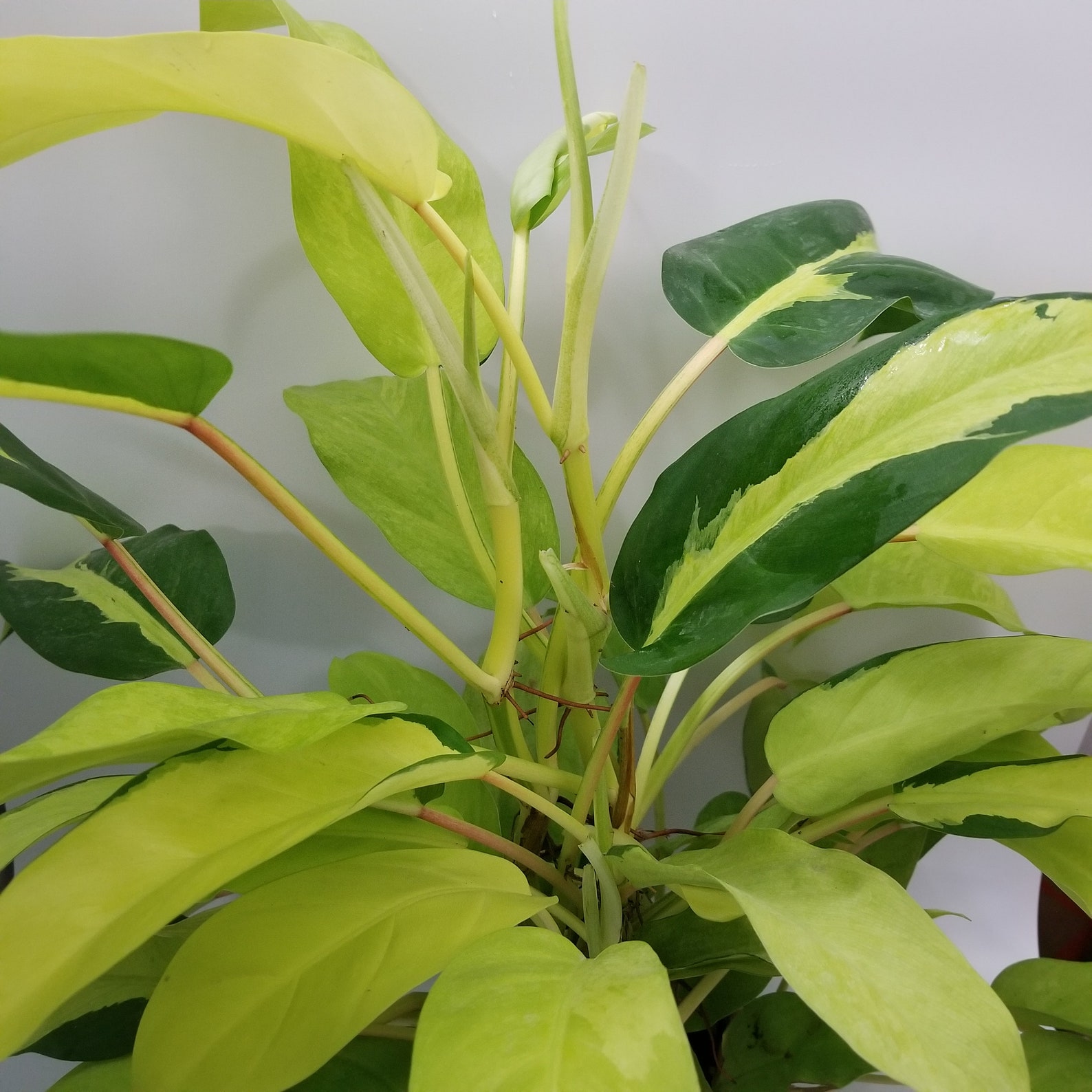 Variegated Pinnate Philodendron: A Striking Indoor Beauty
