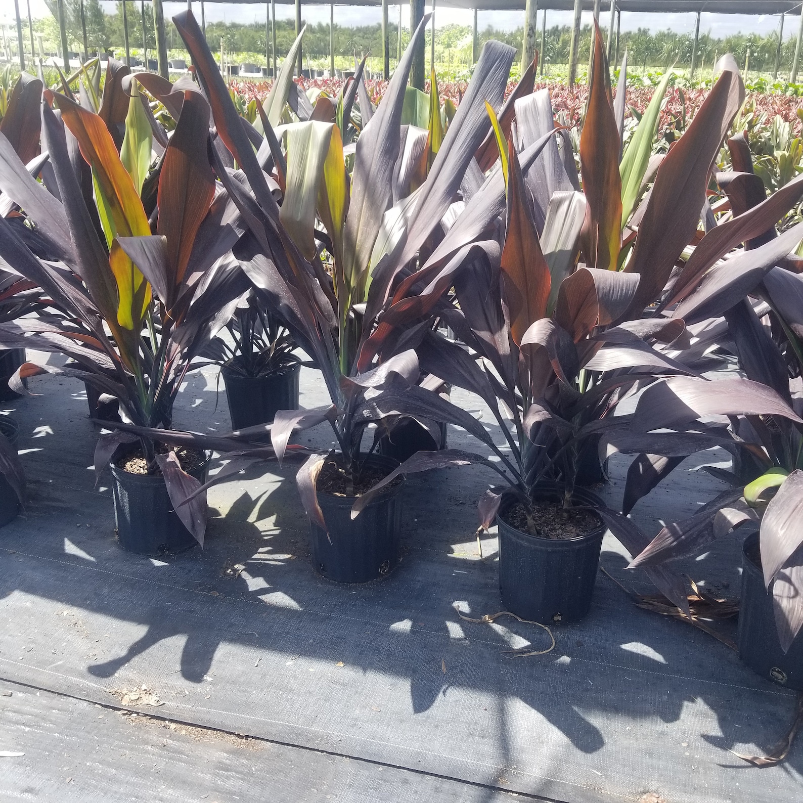 Cordyline Black Magic Hawaiian Ti indoor live plant grown in a | Etsy