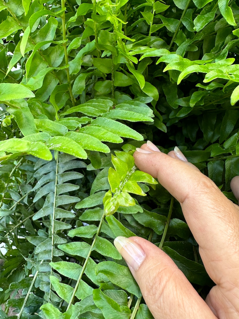 PlantsNDesigns Boston Fern - Thumbnail 3