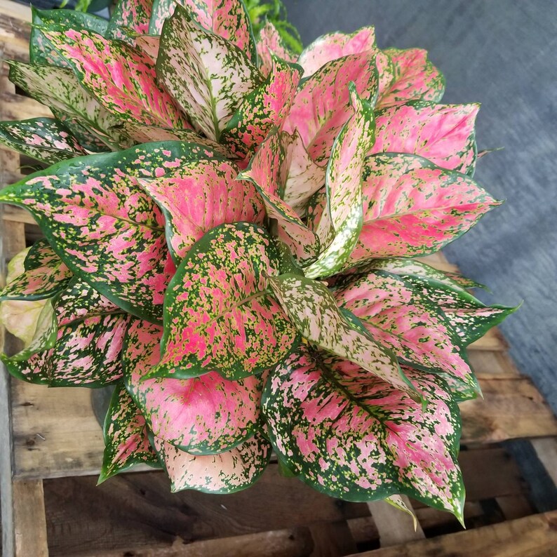  Aglaonema  Red Valentine  Chinese Evergreen Live plants in 
