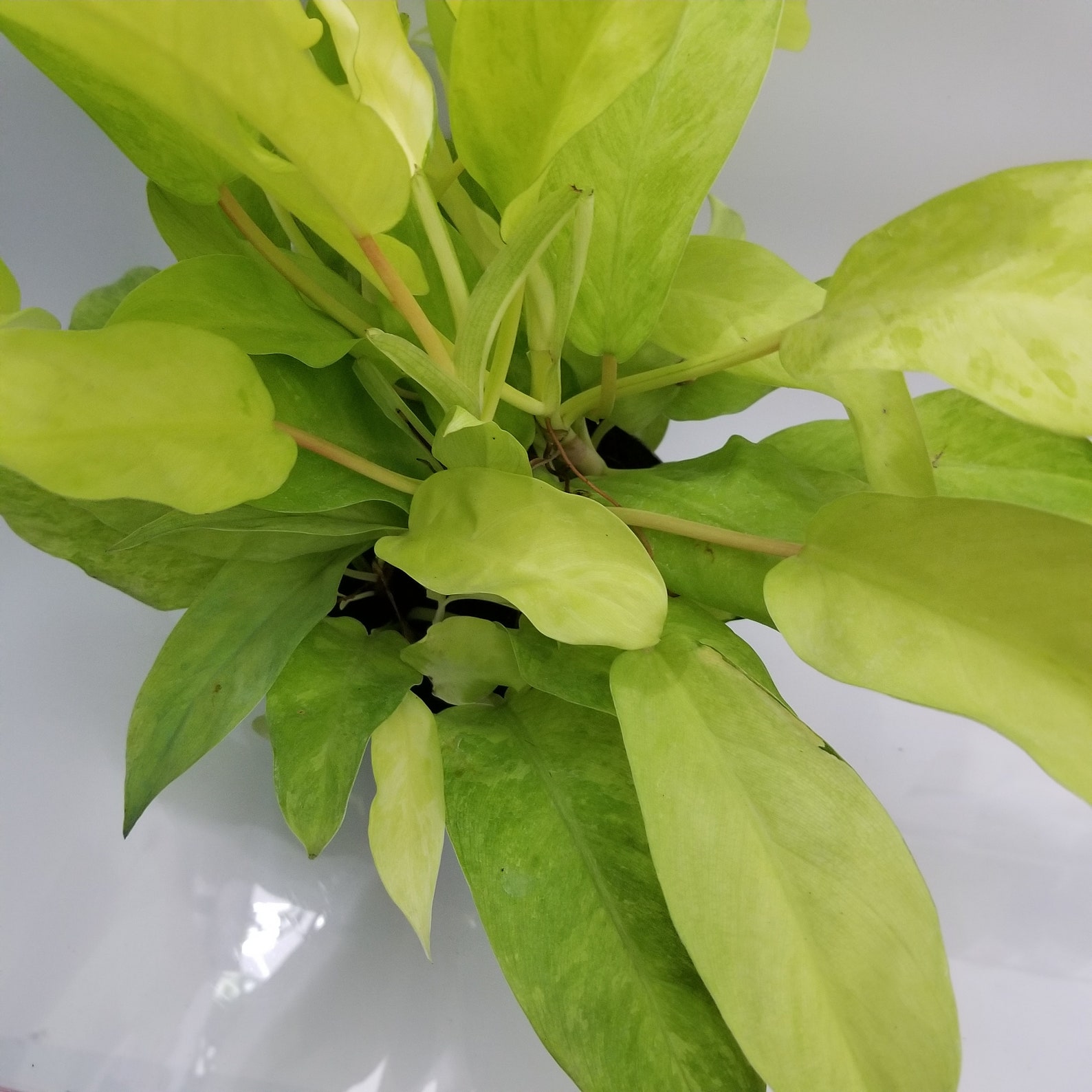 Philodendron Golden Goddess Variegated indoor live plant in a Etsy
