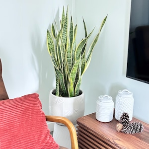 May include: A tall snake plant with variegated green and yellow sword-shaped leaves potted in a white ceramic planter with a textured arch pattern, accompanied by two white lidded jars and three pinecones on a slatted wooden surface.