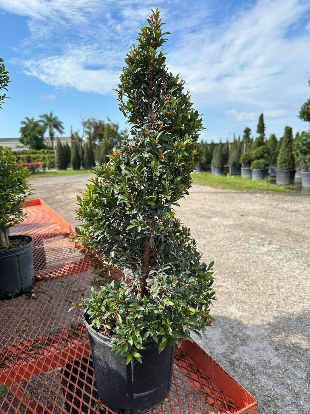 Eugenia Spiral Shaped Topiary Live Plant in a 10 Inch Pot Eugenia