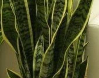 Giant Snake Plant Sansevieria Laurentii The perfect Trendy Plant indoor live plant 10" pot FREE carrier upgrade to UPS