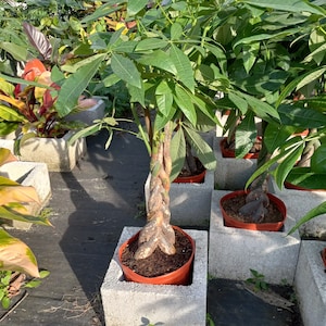 Pachira Aquatica Money Prosperity Tree Large live plant Thick Braid 38" tall Interior Design quality 10" pot.