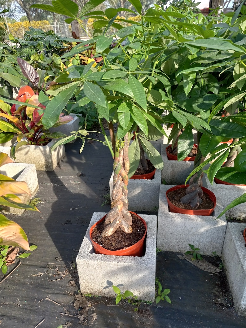 Pachira Aquatica Money Prosperity Tree Large live plant Thick Braid 38" tall Interior Design quality 10" pot.
