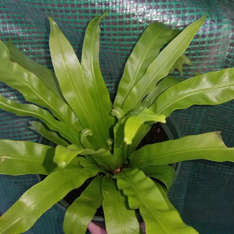 Crested Japanese Bird's Nest Fern Asplenium nidus live Etsy