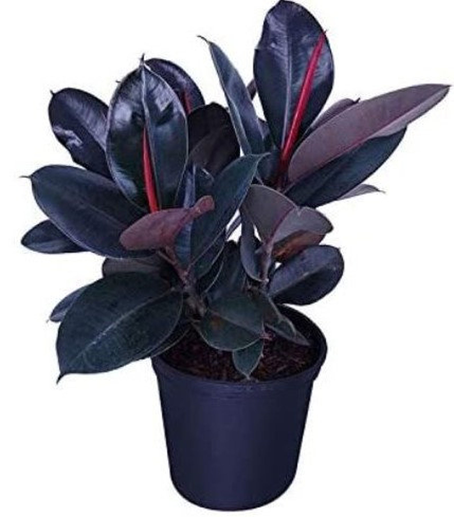 Ficus Elastica Burgundy Rubber Plant