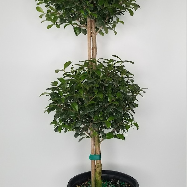 Eugenia 2 Ball Topiary in 7 Inch Pot Live Plant Eugenia Myrtifolium Beautifully Pruned Topiary for indoor collections or Patio Outdoor Decor