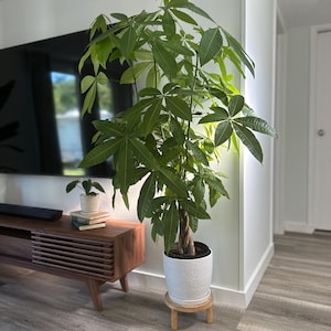 Money Prosperity Unity Tree of Life Large live plant Thick Braided Money Tree trunk 38&quot; tall 10&quot; pot. Pachira Aquatica 發財樹美國土豆瓜栗   金のなる木繁栄植物