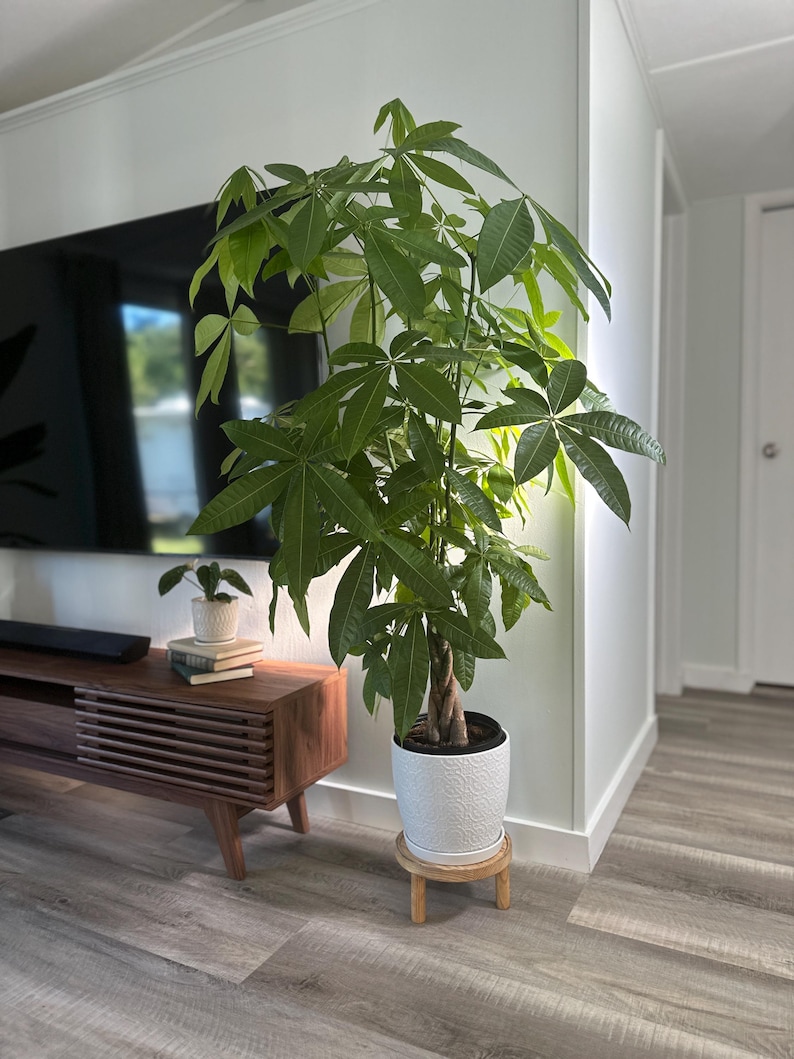 Pachira Aquatica Money Prosperity Tree Large live plant Thick Braid 38" tall Interior Design quality 10" pot.