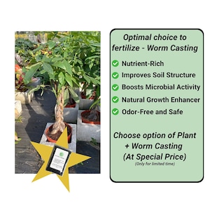 Pachira Aquatica Money Tree Planta viva grande Trenza gruesa 36"-42" promedio de altura. Maceta de 10" Entrega GRATIS imagen 2