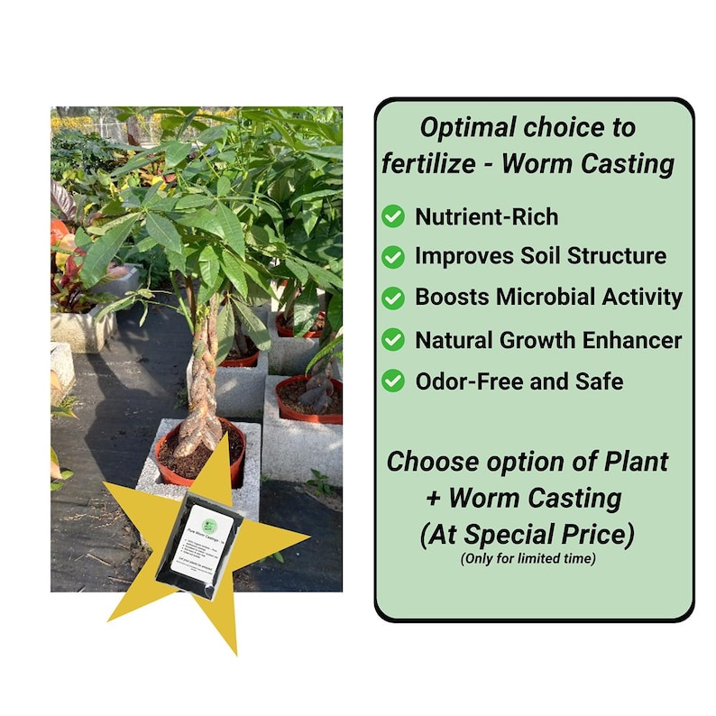 Pachira Aquatica Money Tree Planta viva grande Trenza gruesa 36"-42" promedio de altura. Maceta de 10" Entrega GRATIS imagen 2