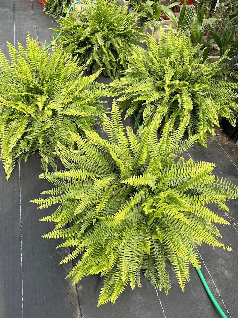 PlantsNDesigns Boston Fern - Thumbnail 5