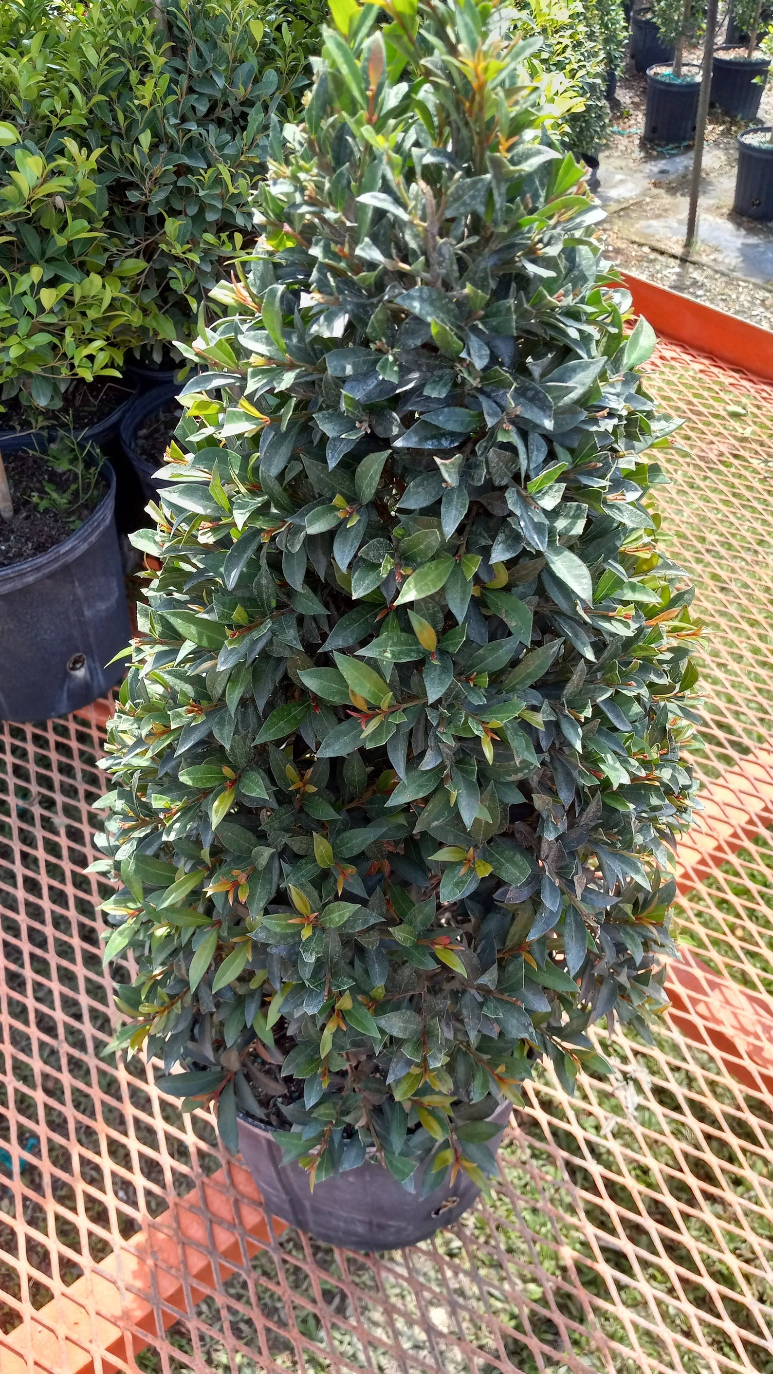 Eugenia Cone Shaped Topiary Live Plant in 10 Inch Pot Eugenia Etsy