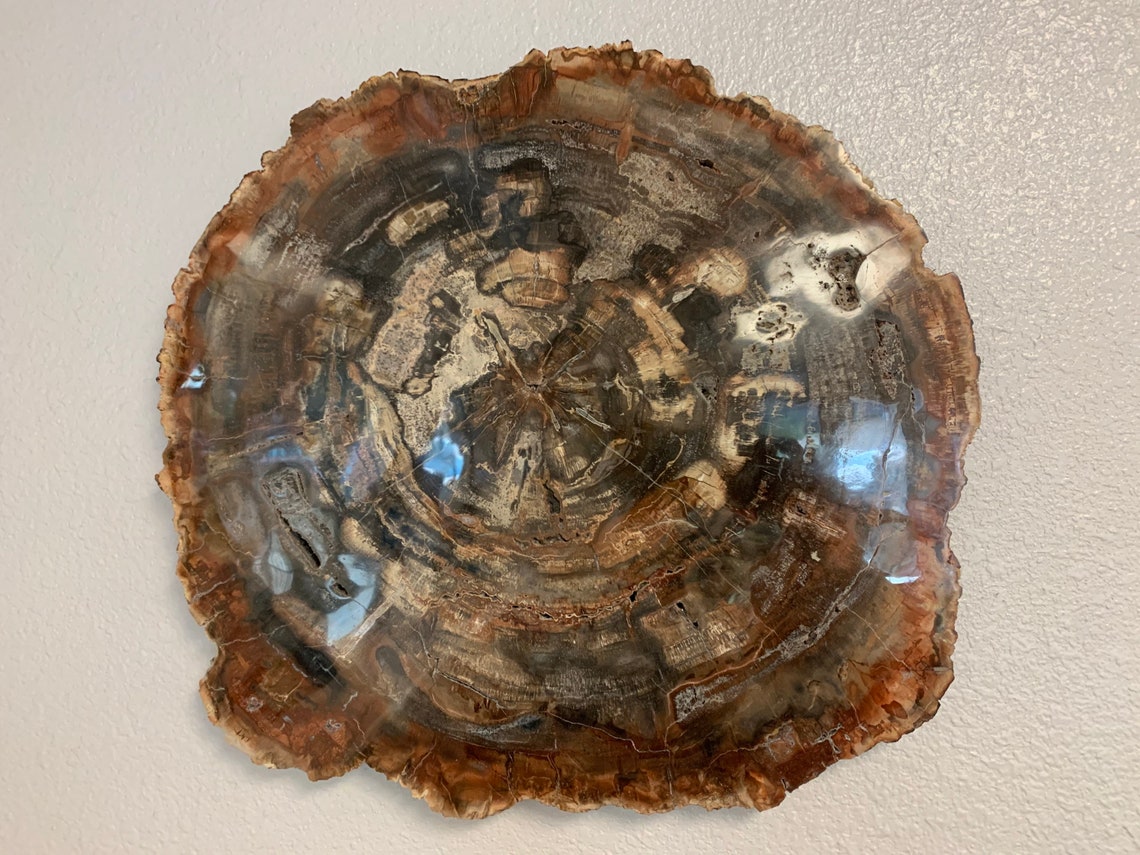 Petrified Wood Art Piece | Etsy