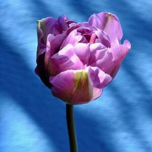 Giclee Tulip Art Print
