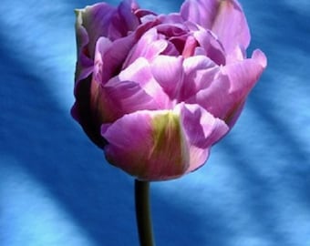 Giclee Tulip Art Print