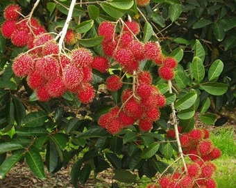 Bonsai Rambutan Seed Red Fruits Seeds Rare Exotic Plants Gift Home Decor Pot Art Bonsai Rambutan Seed Red Fruits Seeds Rare Exotic Plants Gift Home Decor Pot Art