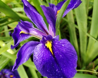 Assorted Iris Rhizomes flower garden homestead texas native