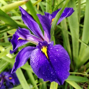 May include: A vibrant purple iris flower with yellow markings in the center, surrounded by green blades of grass. The flower petals have water droplets on them.