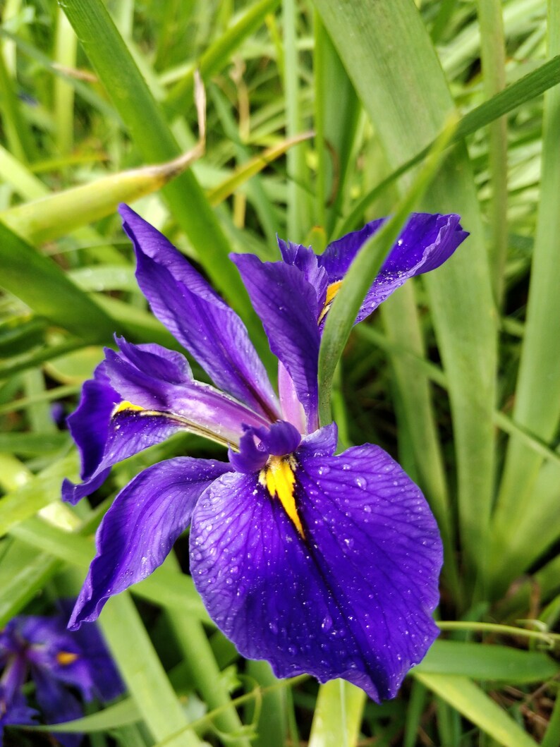 Assorted Iris Rhizomes Flower Garden Homestead Texas Native Etsy