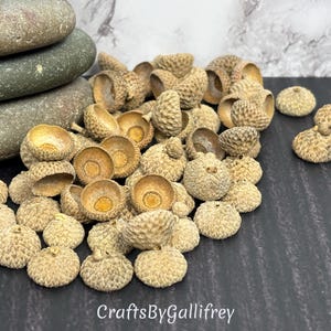50 Assorted Natural Acorn Caps | Real Acorn Tops from North Texas for Crafts & DIY Projects
