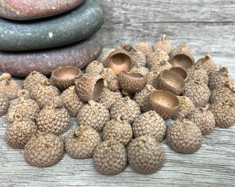 50 Assorted Real Natural Oak Acorn Caps | Jewelry & Craft Making Supplies