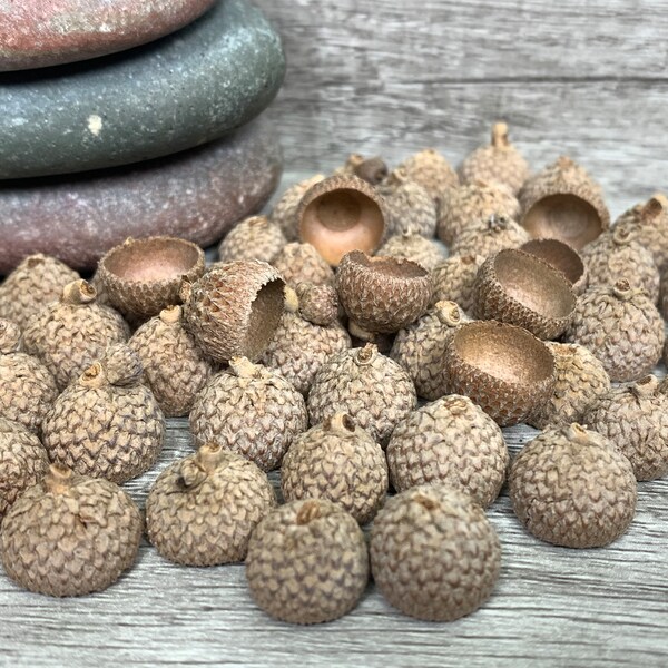 50 Assorted Real Natural Oak Acorn Caps | Jewelry & Craft Making Supplies