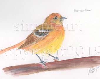 Blue Jay Birds Art Collection 4 Paintings Baltimore Oriole Robin Original Water Colors by RJ Inverarity 2 Frame Sizes Available Cardinal
