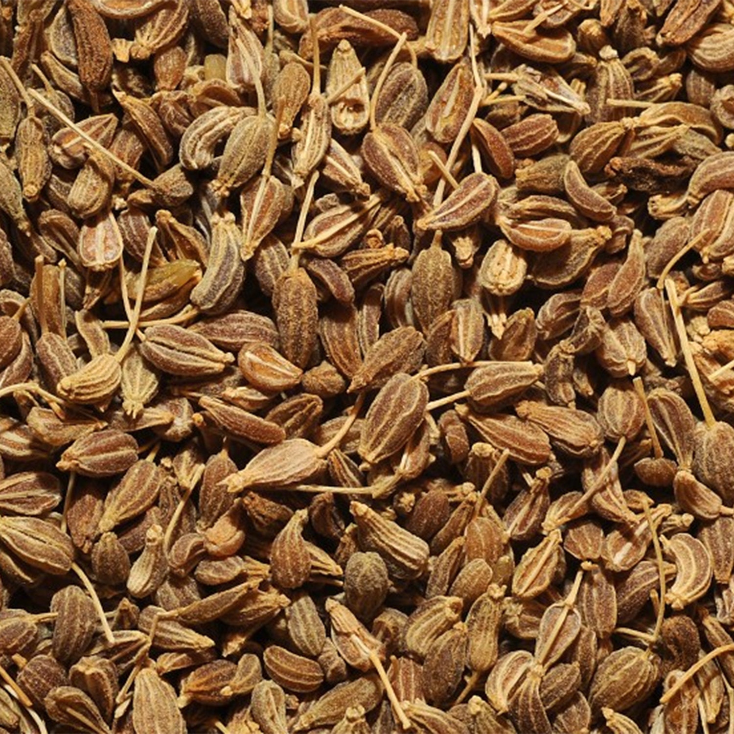 Anis Vert en Grains | Pimpinella Anisum