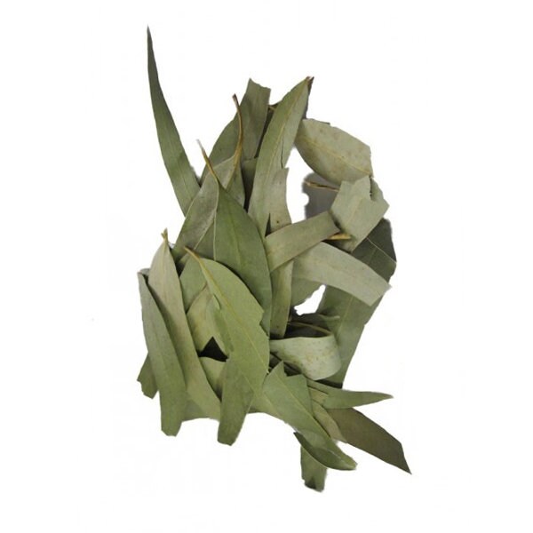 Feuilles d'eucalyptus Séchées de Qualité Supérieure