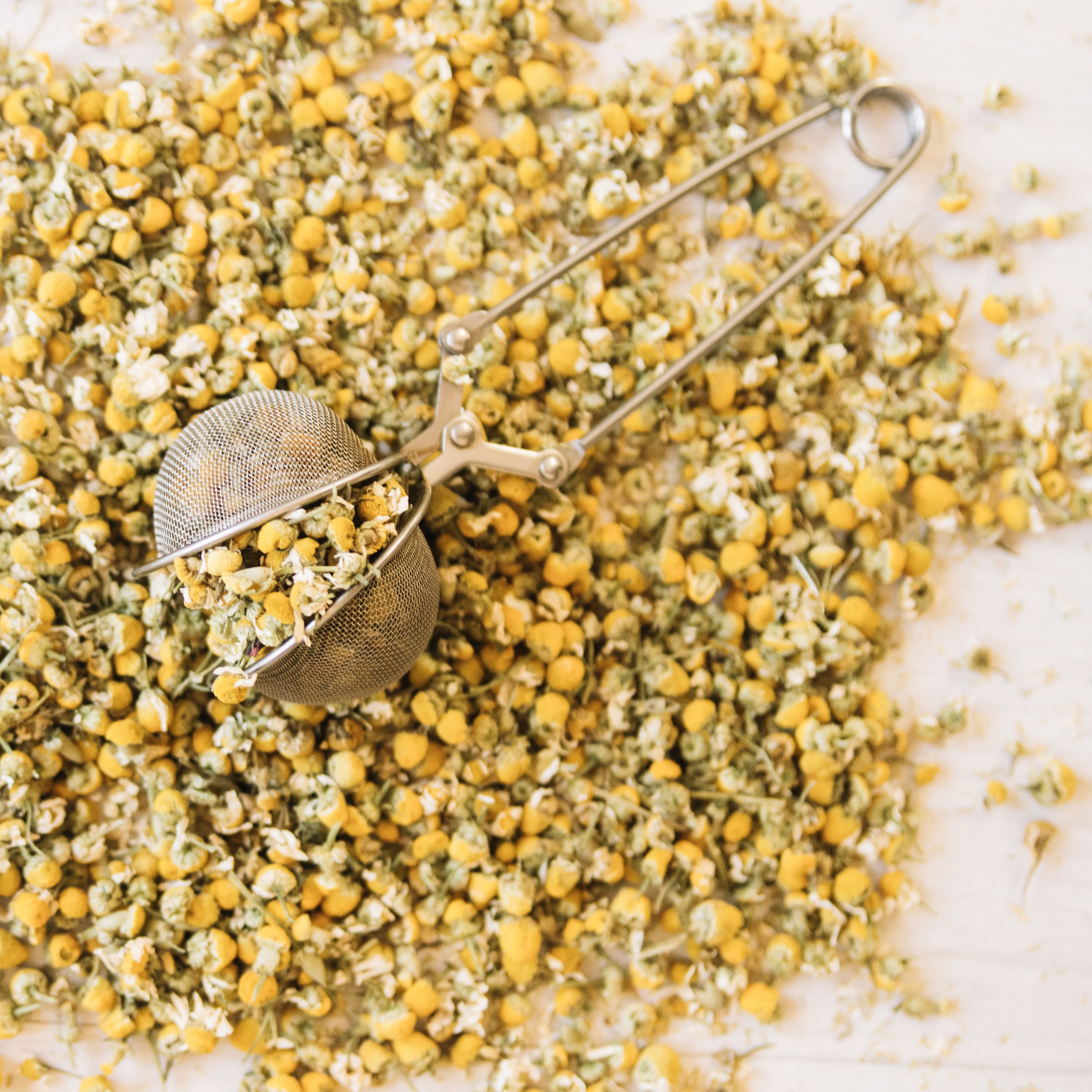 Camomille Sauvage Origine Maroc