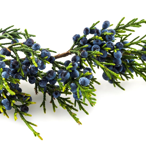 Juniper branches premium quality, juniper leaves, el araar, arâr