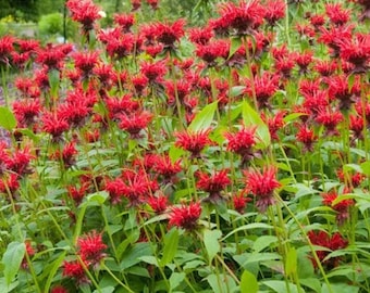 Jacob Cline Monarch Beebalm