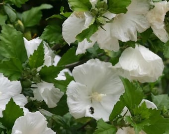 Hibiscus 'Diana' White Flower Shrub – Bare Root Plant