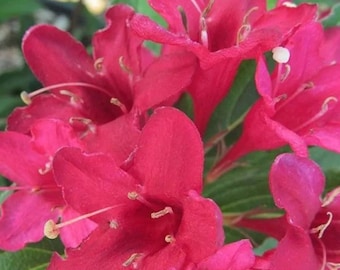 Red Prince Weigela