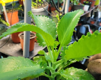 Kalanchoe Starter Plant  Mother of Thousands