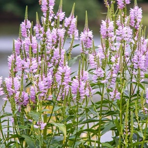 Obedient Plant