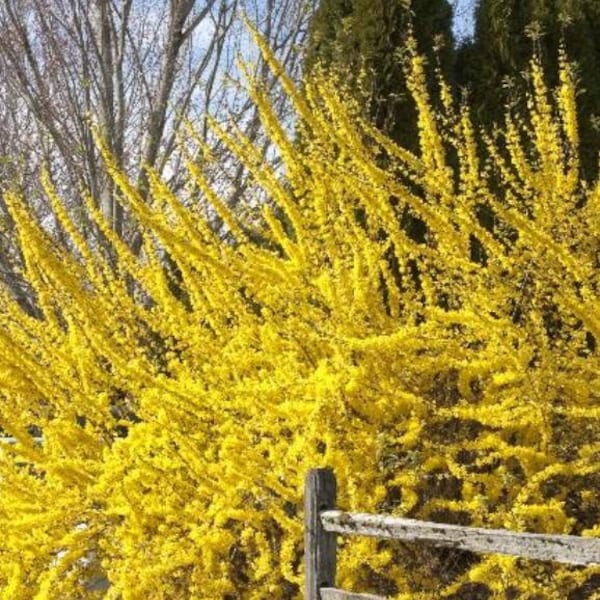 Spring Glory Forsythia