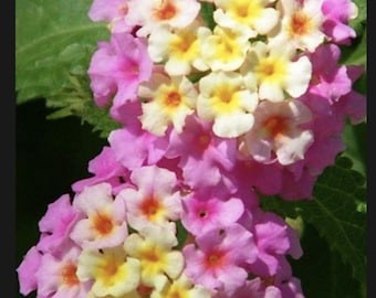 Lantana Chapel Hill Pink Huff
