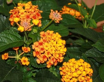 Lantana   Knee High Gold