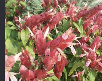Red Blooms Shrimp plant