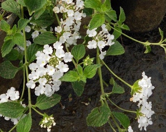 White trailing Lantana