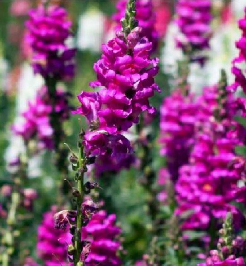 Snapdragon Speedy Sonnet Purple - Etsy