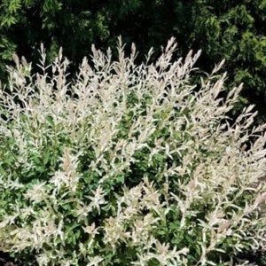 May include: A white and green variegated willow bush with long, slender leaves. The bush is full and lush, with a rounded shape.