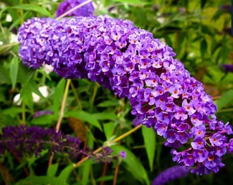 Nanho Blue Butterfly Bush