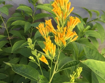Cestrum Aurantiacum      Orange Bloom Jasmine   Night Blooming Jasmine