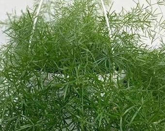 Asparagus Fern Plant, Emerald Green Foliage