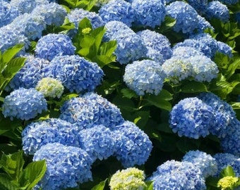 Nikko Blue Hydrangea